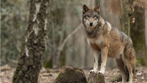 Wie sollte man sich verhalten, wenn man beim Spaziergang einem Wolf begegnet? Eine Expertin klärt auf. Foto: © AB Photography – stock.adobe.com