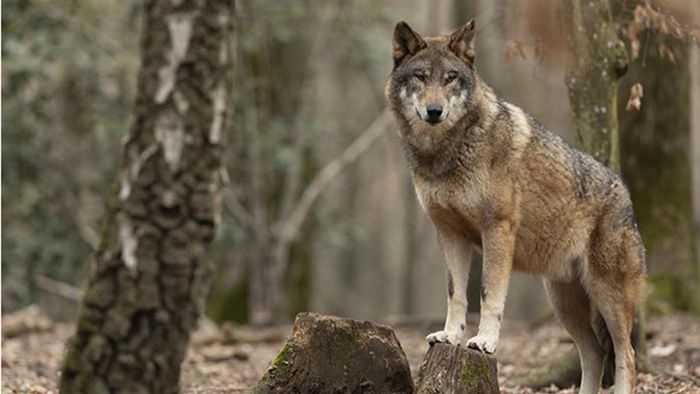 Wolfsangriff in Brandenburg: So sollte man sich verhalten, wenn man einem Wolf begegnet