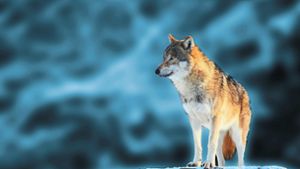 Thema Wolf: Kritik von Naturschutzverbänden