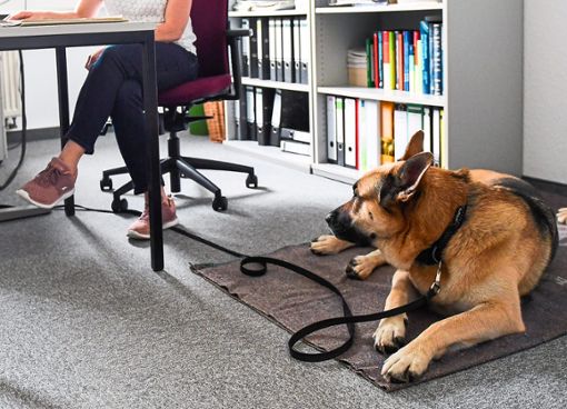 Immer mehr Firmen erlauben Hunde im Büro – mit handfesten Vorteilen für alle Beteiligten. Foto: Kalaene