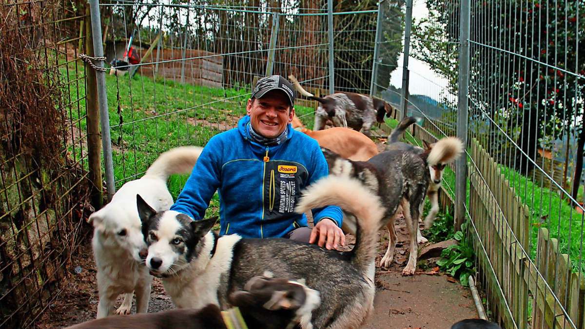 Wolfacher Schlittenhunde: Wie Roland Sum sich auf die Saison vorbereitet