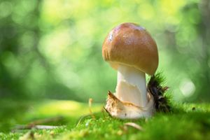 Pilze stehen im Mittelpunkt einer Exkursion mit  Edgar Riehle  in Unterkirnach.  Foto: © biancamentil – Pixabay Foto: Schwarzwälder Bote