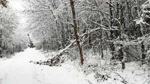 Eine Eiche ist unter der Schneelast zusammengebrochen, Forstamtsleiter Tobias Kühn hat sie am Freitag, 1. Dezember, geknipst. Foto: Stadt VS/Tobias Kühn