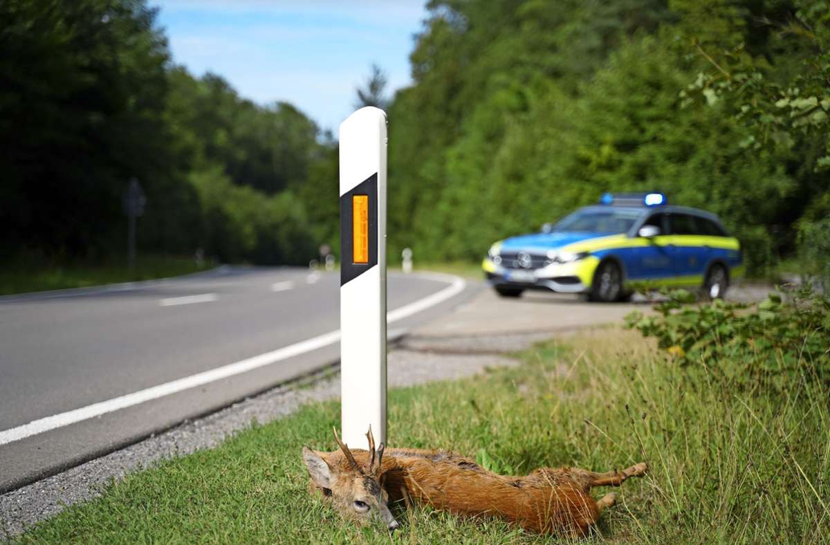 Erhöhte Gefahr von Unfällen: Wildtiere kennen keine Sommerzeit