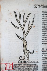 In dem lateinischen Kräuterbuch Hortus sanitatis aus dem Jahr 1491 ist eine Aloe abgebildet, die jedoch nichts mit realitätsgetreuen Abbildungen gemeinsam hat. Foto: Dopp Foto: Schwarzwälder Bote