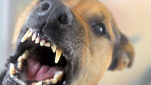 13. Februar: Techniker von Hund ins Ohr gebissen