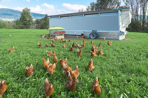 Zwei mobile Hühnerställe wie auf diesem Symbolbild sind in Königsfeld geplant. Sie sollen unter anderem der Diversifizierung dienen.Foto: © Uwe – stock.adobe.com Foto: Schwarzwälder Bote
