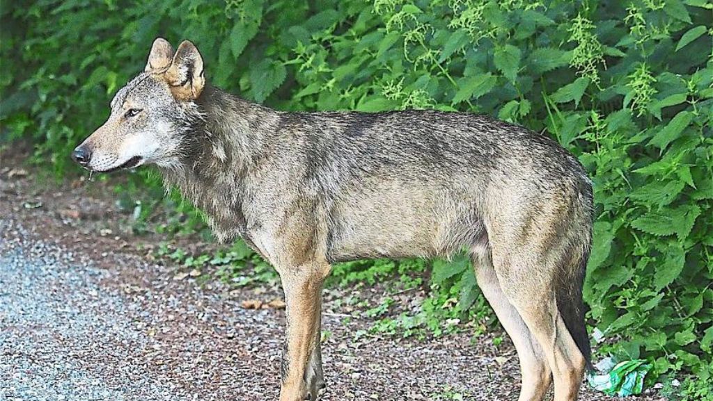 Schluchsee/Freiburg: Toter Wolf: Ermittlungen eingestellt