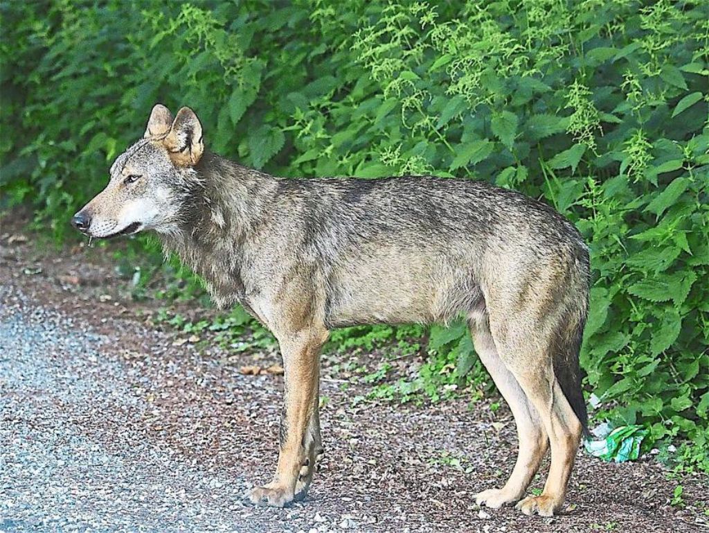 Der Wolf war in den vergangenen Wochen mehrfach  gesichtet worden.  Foto: Riegel/FVA