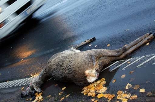 Den traurigen Anblick toter Wildtiere am Straßenrand kann man im Herbst schlecht vermeiden. Privatleute sollten die Beseitigung der Kadavern aber den Zuständigen überlassen.  Foto: dpa/gms