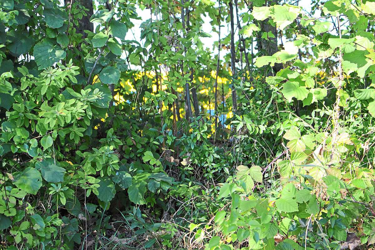 Der Lärmschutzwall in der Nähe der Friedhofsbrücke an der B 27/33. Deutlich ist der vorbeifahrende Lkw durch das Gebüsch zu erkennen. Der Wall hat sich  hier vermutlich gesenkt, eigentlich müsste er wieder aufgeschüttet werden, dies ist auch die einzige Handhabe. Foto: Strohmeier Foto: Schwarzwälder Bote