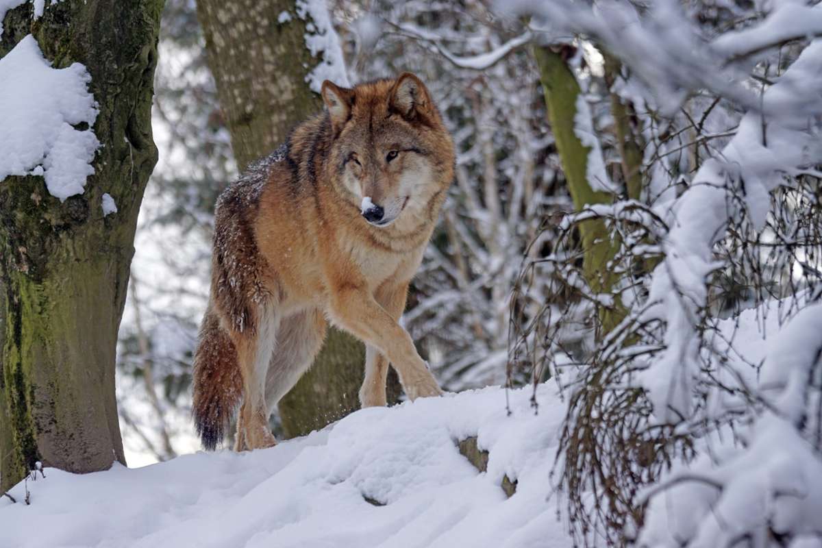 Im Südwesten sind aktuell zwei Wölfe (GW852m und GW1129m) bekannt, die dauerhaft im Schwarzwald leben. (Symbolfoto) Foto: Pixel-mixer/pixabay