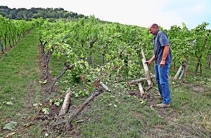 Der Fellbacher Stefan Beck an seinen zerstörten Weinstöcken. Foto: Patrizia Sigerist
