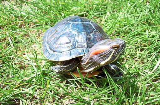 Diese Rotwangen-Schmuckschildkröte lebt hier in einem Gartenteich – wenn sie illegal ausgesetzt wird, muss sie getötet werden. Foto: Dold