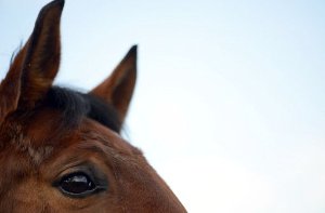 Tierischer Einsatz: Ein panisches Pferd wird am Sonntagmittag in Ostfildern in seinem Anhänger eingeklemmt. Die Feuerwehr muss anrücken. Foto: dpa/Symbolbild