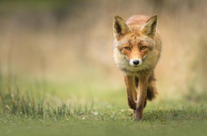 Mehrere Tiere unterwegs?: Fuchs geht um in Bisingen - Jagd nur mit Erlaubnis