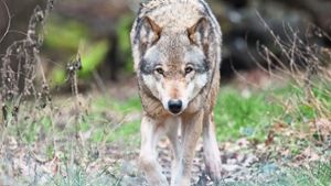 Nachweis ist da: Neuer Wolf im Schwarzwald unterwegs