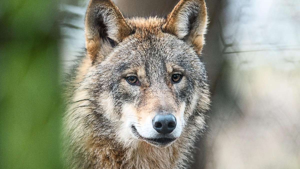 25 Verdachtsfälle seit 2021: Wie wahrscheinlich ist das Auftauchen weiterer Wölfe im Zollernalbkreis?