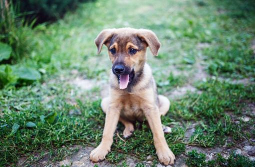 Auf was müssen Hundehalter achten, die sich mit dem Coronavirus infiziert haben? Foto: imago images/Panthermedia/Veresovich