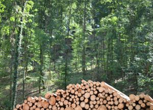 Die  Gemeinde Schonach   muss neue Verträge für die forstliche Betreuung und den Holzverkauf im Körperschaftswald schließen.  Foto: Seeger Foto: Schwarzwälder Bote