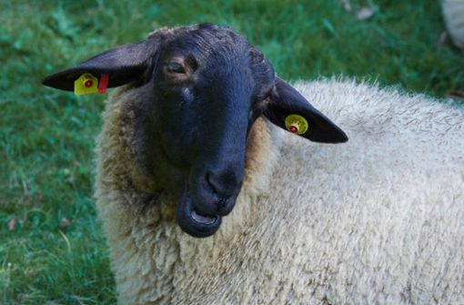 Die Behörde geht davon aus, dass die Schafherde, von der die Seuche ausgegangen ist, nicht mehr festgestellt werden kann. (Symbolfoto) Foto: dpa