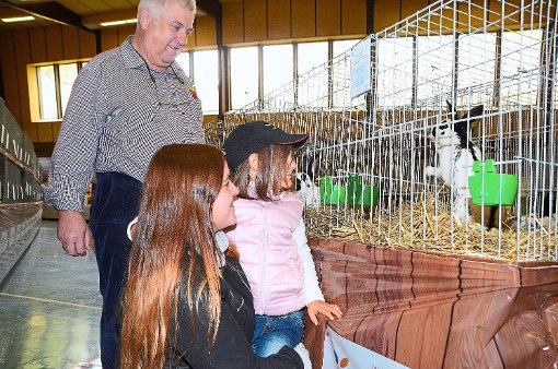 Vorsitzender Arthur Pfau vom Kleintierzuchtverein Mitteltal-Obertal zeigt  Besuchern die Kaninchen,   Foto: Schwark Foto: Schwarzwälder-Bote