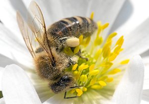 Rätsel gibt das plötzliche Bienensterben im Ortenaukreis vor Ostern auf – Laboranalysen laufen.Symbolfoto: Reichel Foto: Schwarzwälder-Bote
