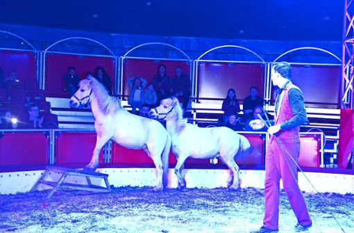 Niedlich anzusehen die beiden vorwitzigen Ponys mit ihren Kunststücken. Foto: Ursula Kaletta