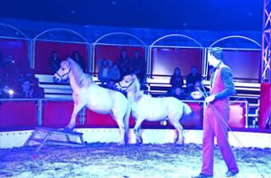 Niedlich anzusehen die beiden vorwitzigen Ponys mit ihren Kunststücken. Foto: Ursula Kaletta
