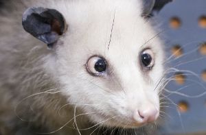 Silberblick: Eine fast hypnotische Wirkung entfaltet ein Blick in Opossum Heidis Augen im Leipziger Zoo - Heidi schielt. Foto: dpa