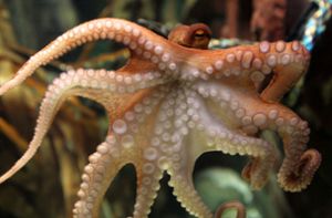 „Der neunte Arm des Oktopus“ kommt bei unserem Kolumnisten  nicht gut an. Foto: dpa/Roland Weihrauch
