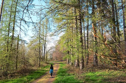 Die Waldatmosphäre einatmen kann man beim neuen Angebot Waldbaden des Ferienlands.Foto: Pixabay Foto: Schwarzwälder Bote