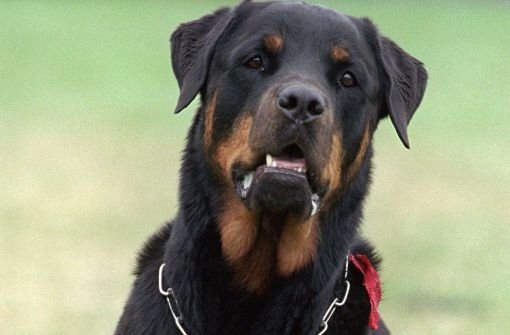 Der Angeklagte soll einem Hund mittels eines Teletakts einen Stromstoß zugefügt haben. Symbolbild. Foto: dpa