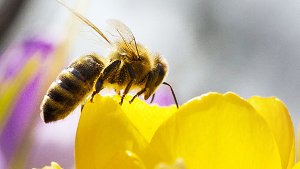 Bienen mit giftigem Nektar