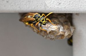 Wespen sind laut dem Naturschutzbund Nabu Baden-Württemberg nach dem Bundesnaturschutzgesetz geschützt. Foto: IMAGO/epd/IMAGO/Heike Lyding