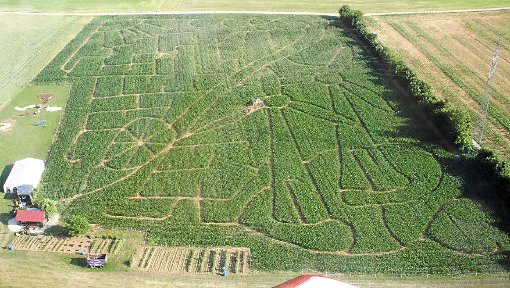 Das Rexinger Maislabyrinth ist ein beliebtes Ausflugsziel in der Region. Ab kommenden Sonntag ist es wieder geöffnet.  Foto: Landerleben