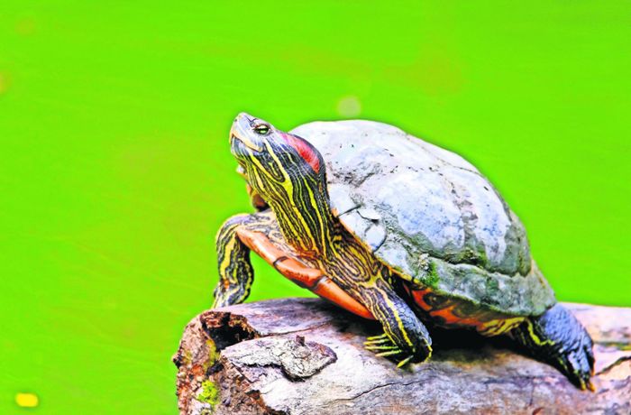 Skurriler Fall in Gechingen: Ausgebüxte Schildkröte beschäftigt Fundbüro