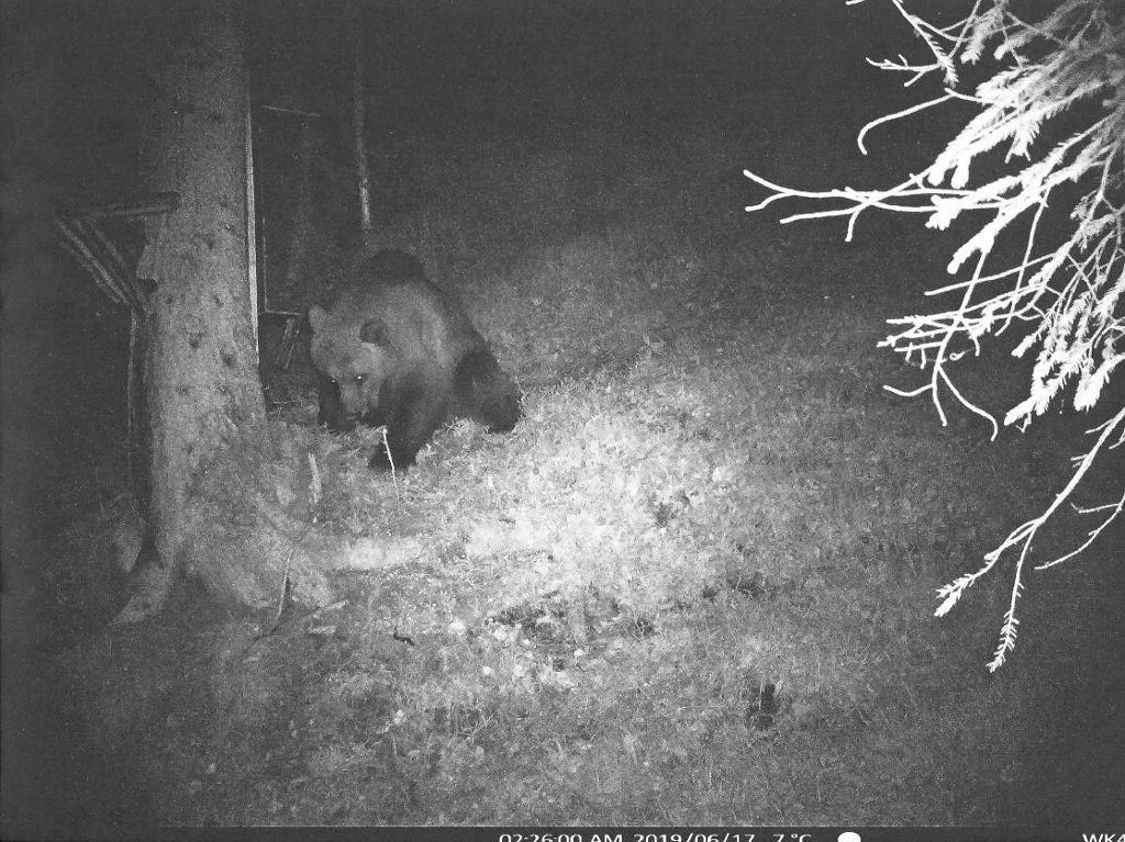 Eine Wildkamera hat im Klausenwalde bei Reutte im Tiroler Außerfern einen Bären aufgenommen. WWF vermutet, dass er nach Baden-Württemberg kommen könnte. Foto: PRIVAT/dpa