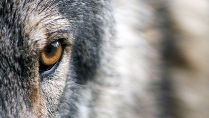 Wolf: Mehr Unterstützung für Tierhalter 