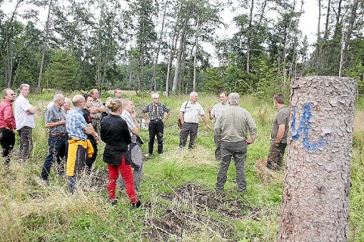 Der Gemeinderat Rangendingen hat nichts gegen eine ökologisch wertvolle Nutzung der ehemaligen Feuchtwiesen im Wolfental als Lichtwald-Biotop.  Foto: Beiter Foto: Schwarzwälder-Bote