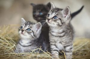 Junge Kätzchen sind süß.  Doch wer will sie alle aufnehmen? (Symbolfoto) Foto: Pixabay/congerdesign