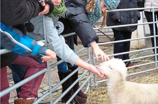Besucher dürfen Schafe und Ziegen streicheln. Foto: Selter-Gehring