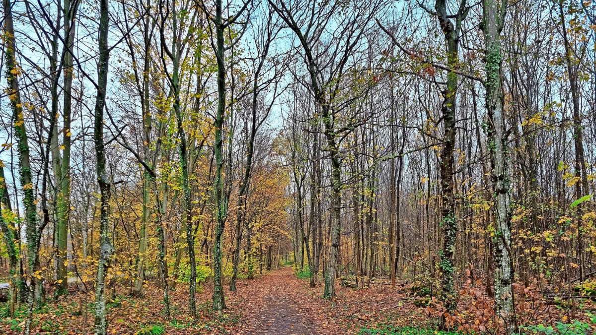 Düstere Prognose in Mahlberg: Holzverkauf aus dem Stadtwald wird zum Verlustgeschäft
