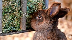 Kaninchen wird von Unbekannten ausgesetzt und muss eingeschläfert werden