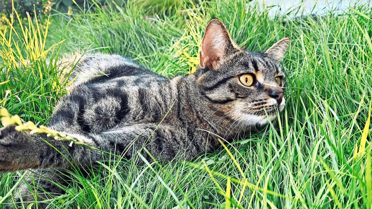 Triberger Gemeinderat entscheidet: Katzen müssen kastriert werden