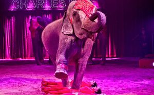Tierschützer sehen solche Szenen überaus kritisch. Tiere gehörten nicht in einen Zirkus. Elefanten sowieso nicht. Der Zirkus Charles Knie wirbt mir dieser Elefantennummer. Foto: a href=http://www.zirkus-charles-knie.de target=_blankstrongZirkus Charles Knie/strong