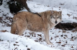 Der Wolf ist zurück in Baden-Württemberg. Foto: dpa