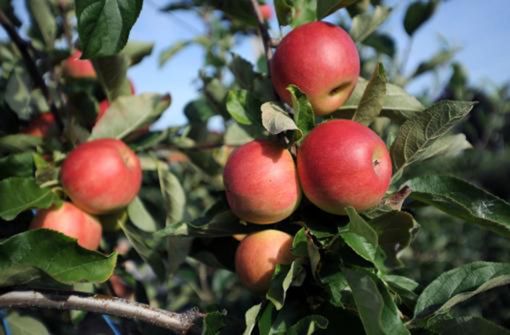Auch in diesem Jahr können Äpfel wieder in Sulz zur Weiterverarbeitung abgegeben werden. Foto: dpa