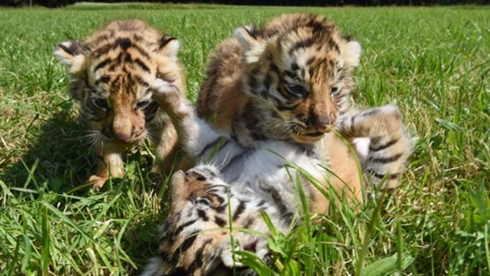 Bengalische Tigerbabys schnuppern Frischluft