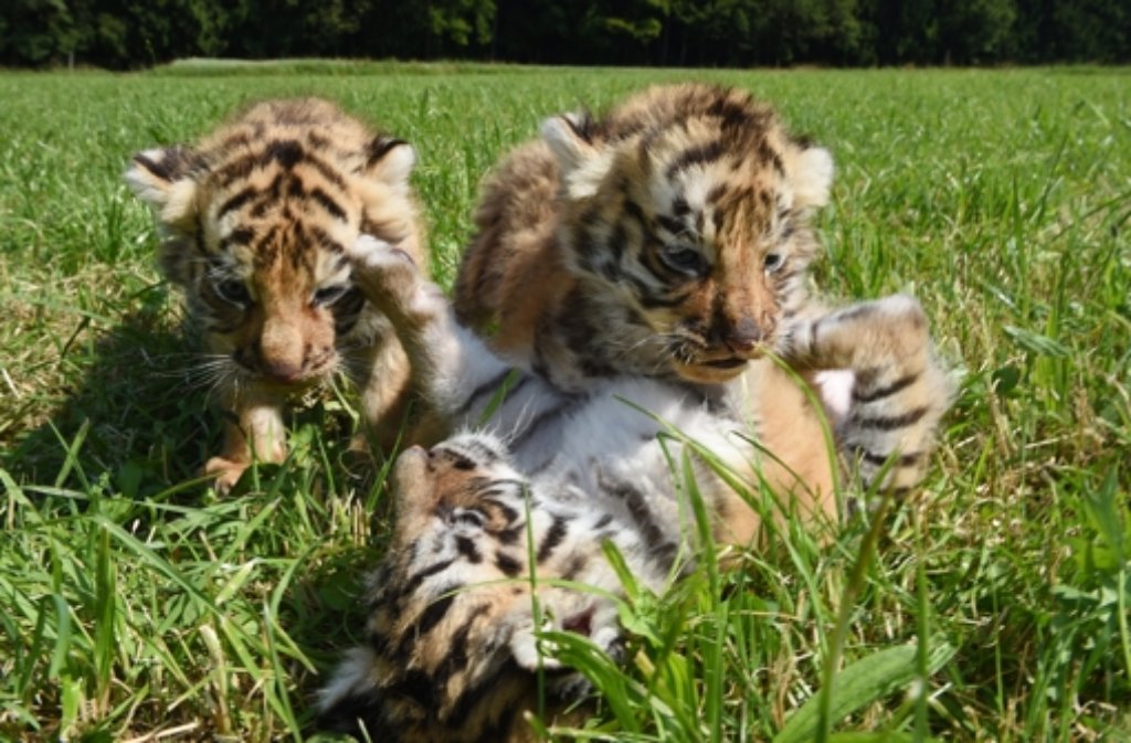Drei bengalische Tigerbabys sind in Ochsenhausen auf Entdeckertour gegangen.